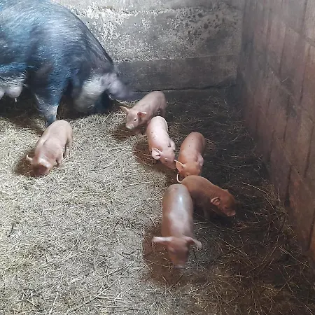 Casa De La Ferma Mariuca *